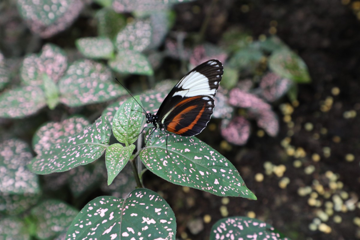 31.03.2017_Editpress_358649