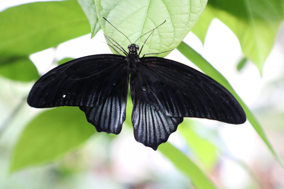 31.03.2017_Editpress_358650