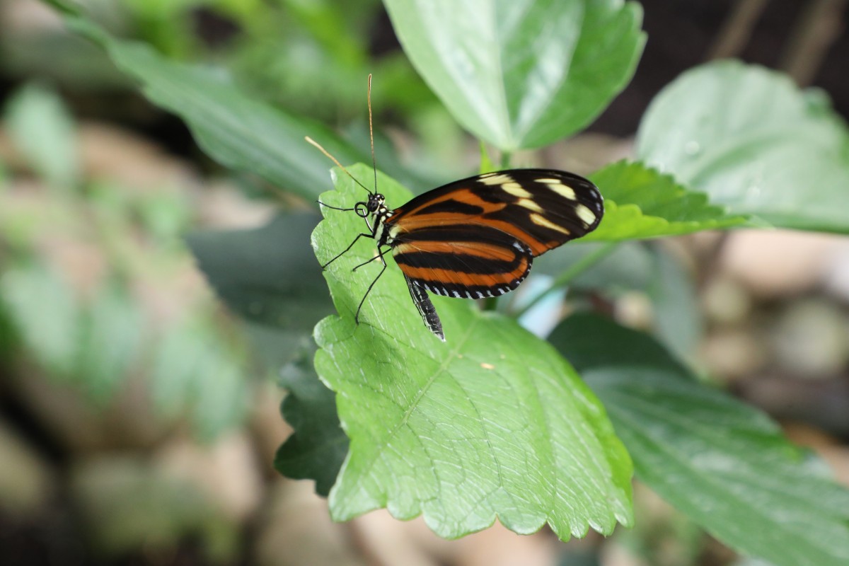 31.03.2017_Editpress_358654