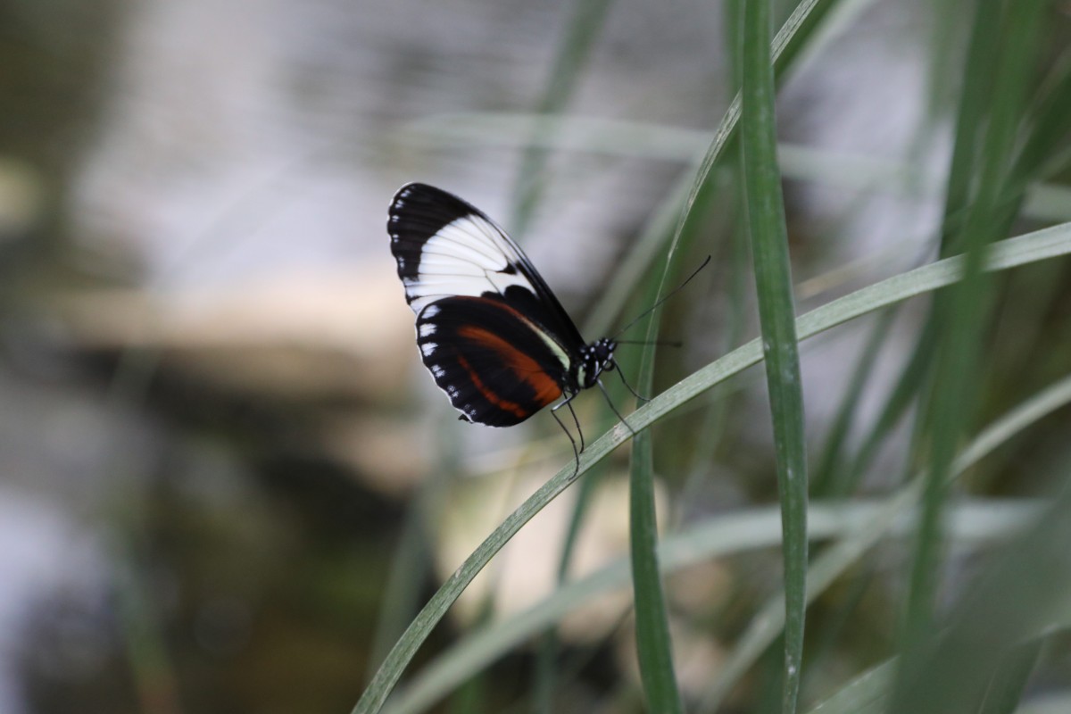 31.03.2017_Editpress_358655