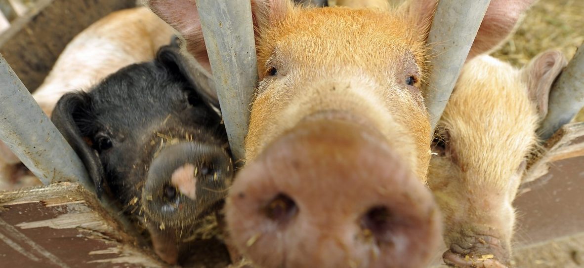 Luxemburgs Schweinepest-Krisenplan: Exportsstopp gibt es nicht