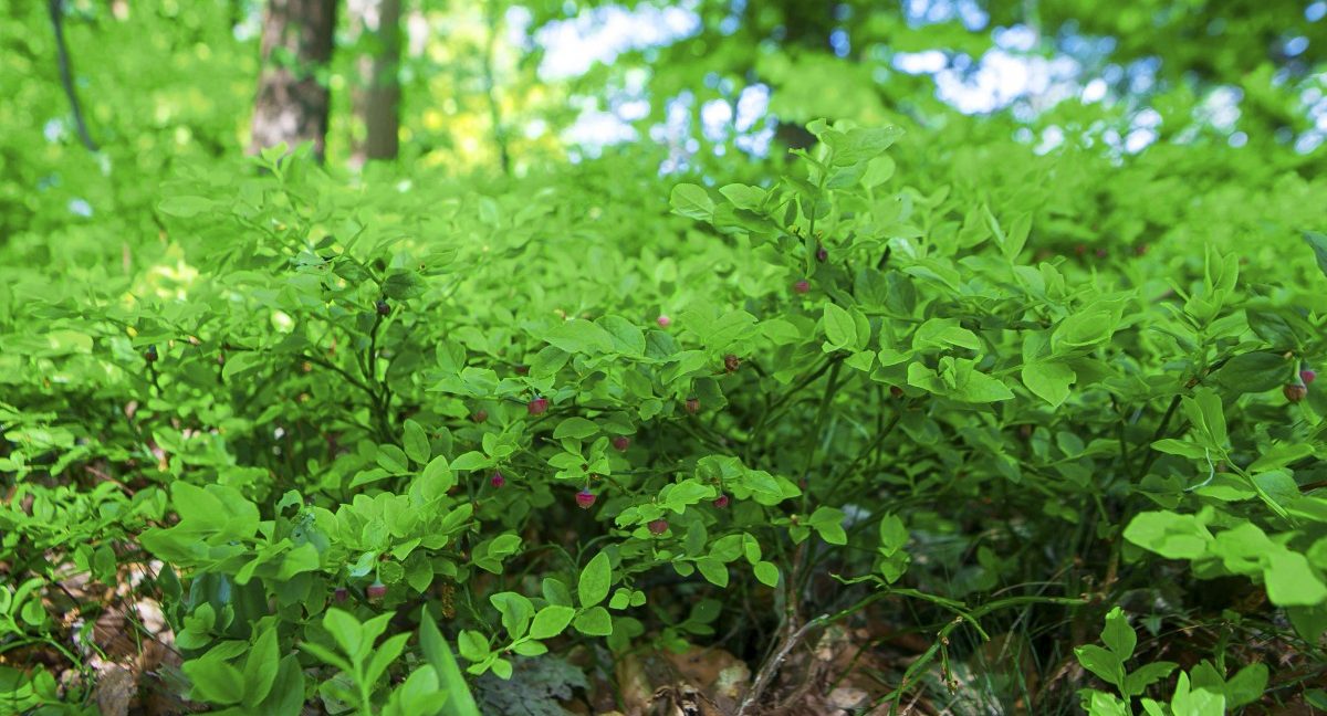 Die „Naturpille“: Unterwegs mit einer Naturcoachin