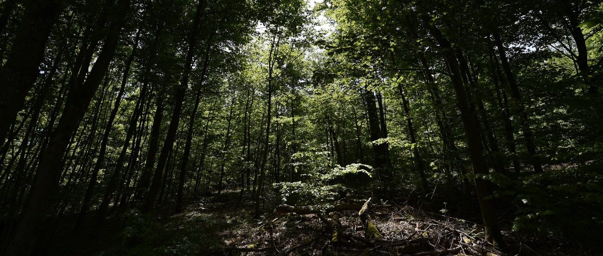 Die neuen Missionen des Försters 2.0: Wie sich der Beruf verändert hat