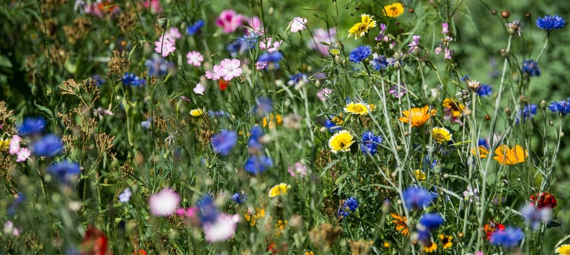 Luxemburg-Stadt: 10 Millionen für die Gartenschau in der Hauptstadt