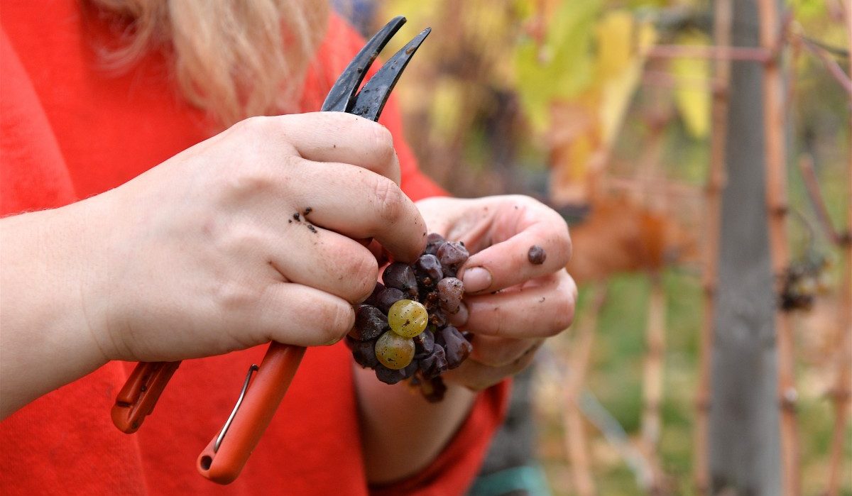 Von Kellereien, Marken und Wetterproblemen: Ex-Vinsmoselle-Direktor Constant Infalt über den Luxemburger Weinbau