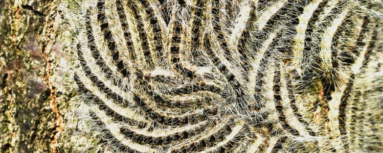 Eichenprozessionsspinner in Luxemburg: Regierung erwartet „starke Präsenz“