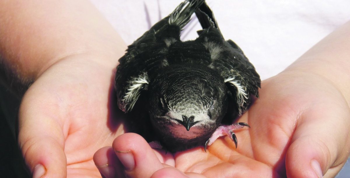 Bestand weltweit bedroht: Heute ist der erste Welttag der Mauersegler