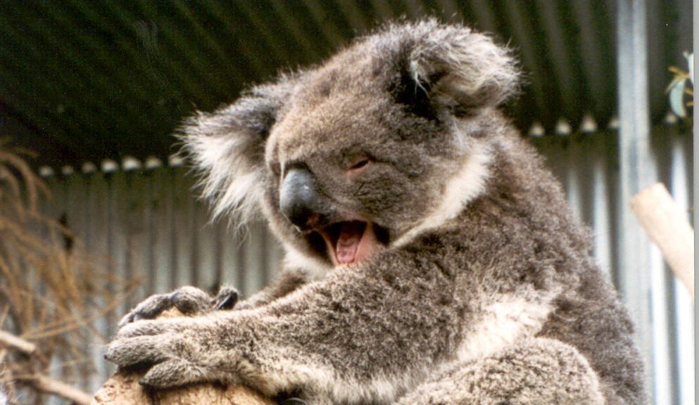 Koala-Krise in Australien: Symboltier kämpft wegen des Klimawandels ums Überleben