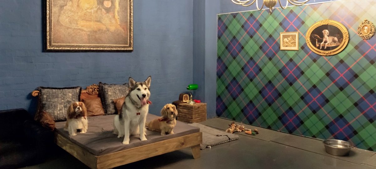 Das wohl größte Tierhotel der Welt: Luxus für Haustiere in Kapstadt