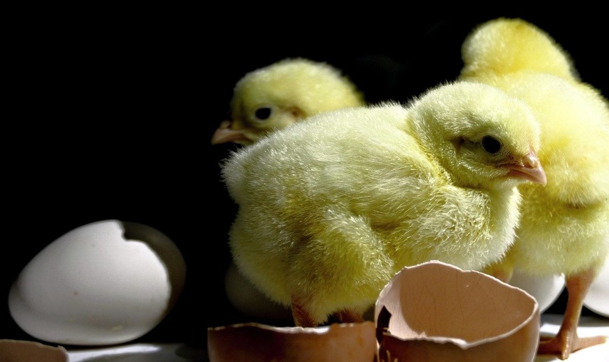 Vor Gerichtsurteil in Deutschland: Wie weit sind Alternativen zum Kükentöten?