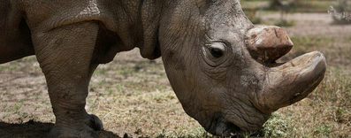 Ausgestorbene Arten wiederbeleben: Geniestreich oder Gefahr?