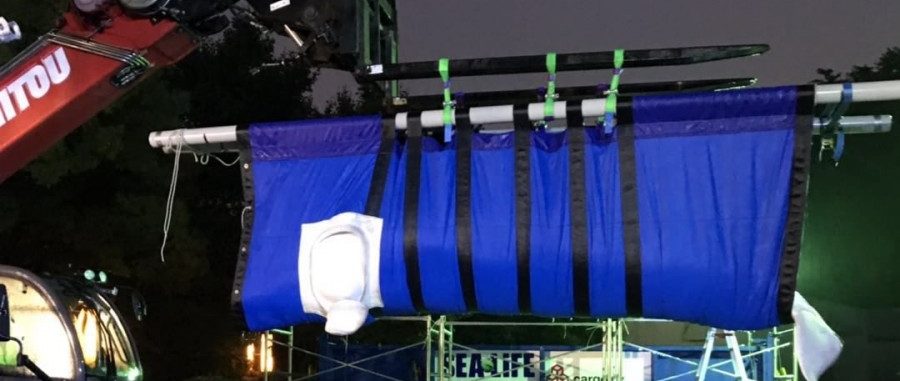 Reise nach Island: Beluga-Wale verschlafen ihren 24-Stunden-Trip