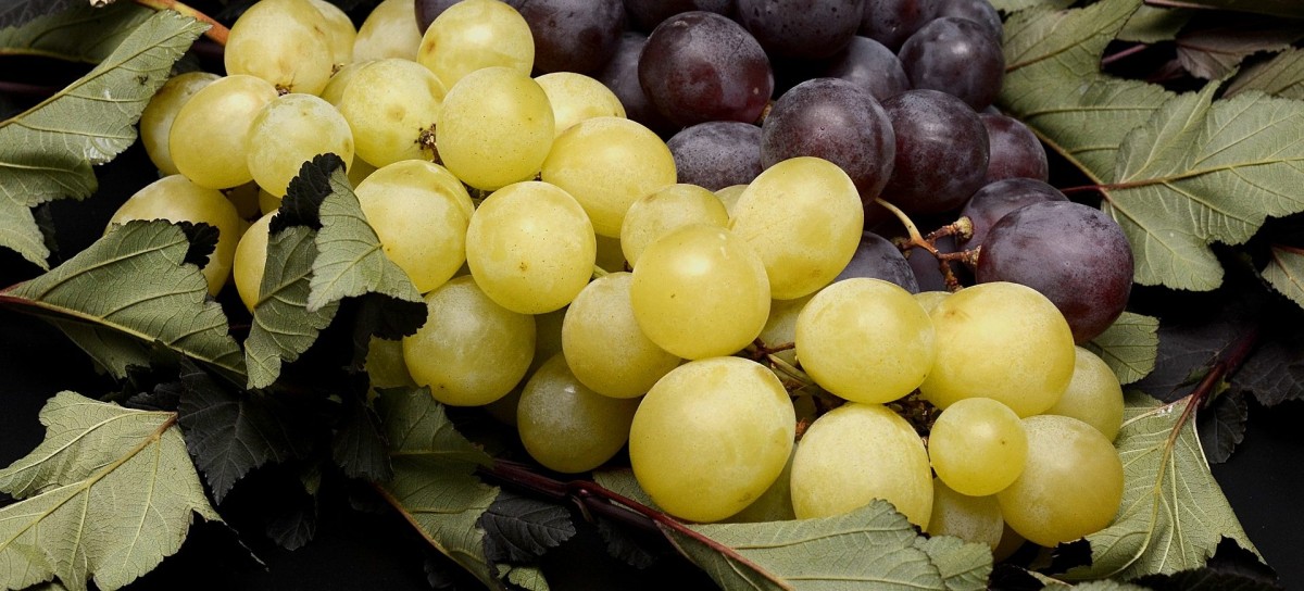 Die Hälfte des Ertrags erfroren? Der Mai hat Luxemburgs Winzer kalt erwischt