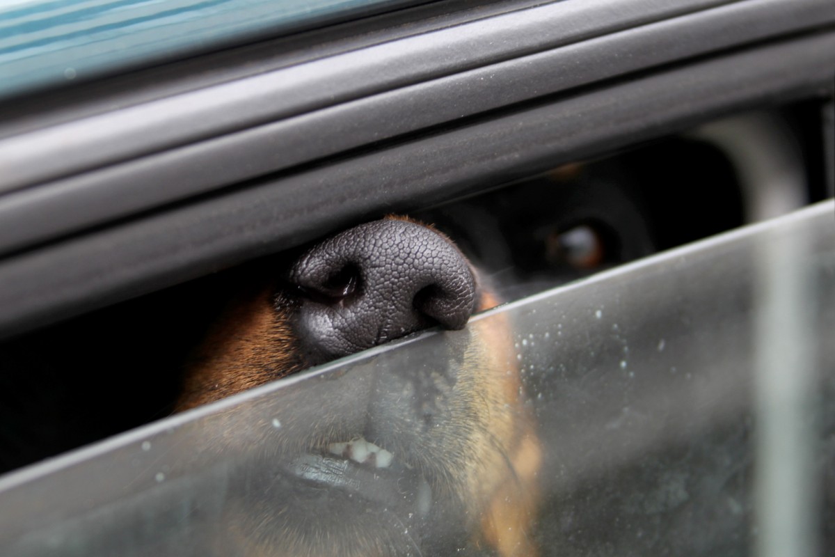 Hunde und Kinder bei der Sommerhitze im Auto - Was tun?