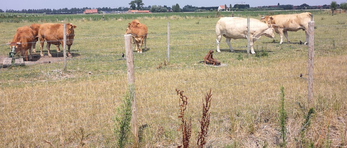 Mehr Schatten für die Weide: Auch Nutztiere leiden unter den hohen Temperaturen