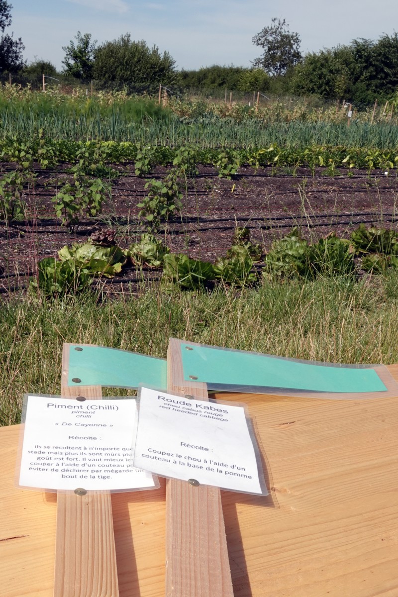 20190724 Lokales Vum Gréis Solidarische Landwirtschaft Roeser Detail 2 François Besch