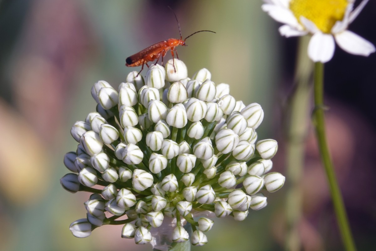 20190724 Lokales Vum Gréis Solidarische Landwirtschaft Roeser Detail François Besch