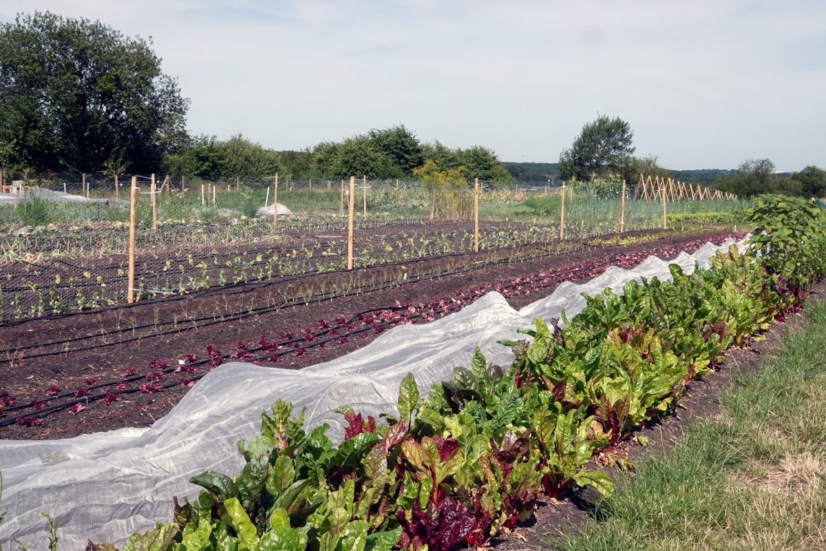 20190724 Lokales Vum Gréis Solidarische Landwirtschaft Roeser Garten 1 François Besch