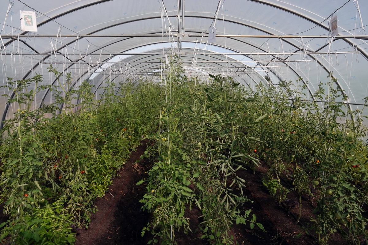 20190724 Lokales Vum Gréis Solidarische Landwirtschaft Roeser Gewächshaus Yves Diederich François Besch