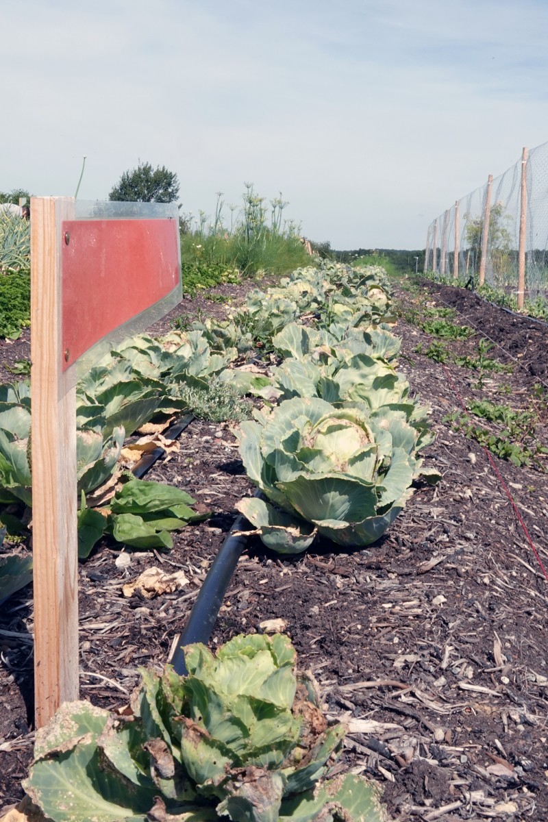 20190724 Lokales Vum Gréis Solidarische Landwirtschaft Roeser Kohl François Besch