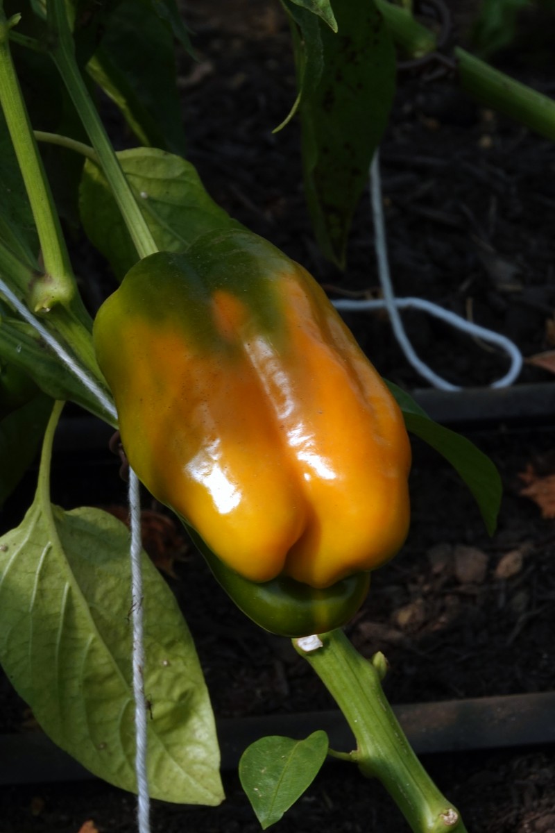 20190724 Lokales Vum Gréis Solidarische Landwirtschaft Roeser Paprika François Besch