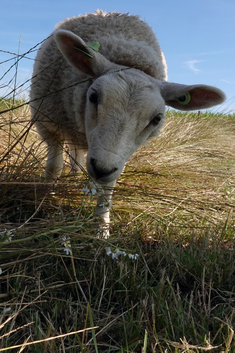 20190724 Lokales Vum Gréis Solidarische Landwirtschaft Roeser Schaf François Besch