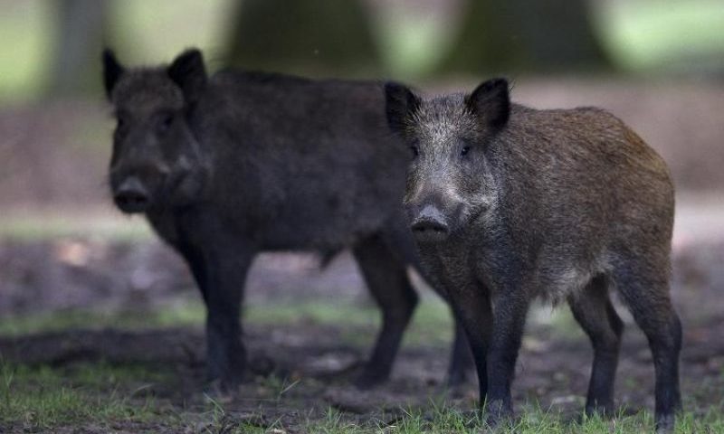 „Zu viele Tiere im Wald“: „Mouvement écologique“ spricht sich für Drückjagd aus