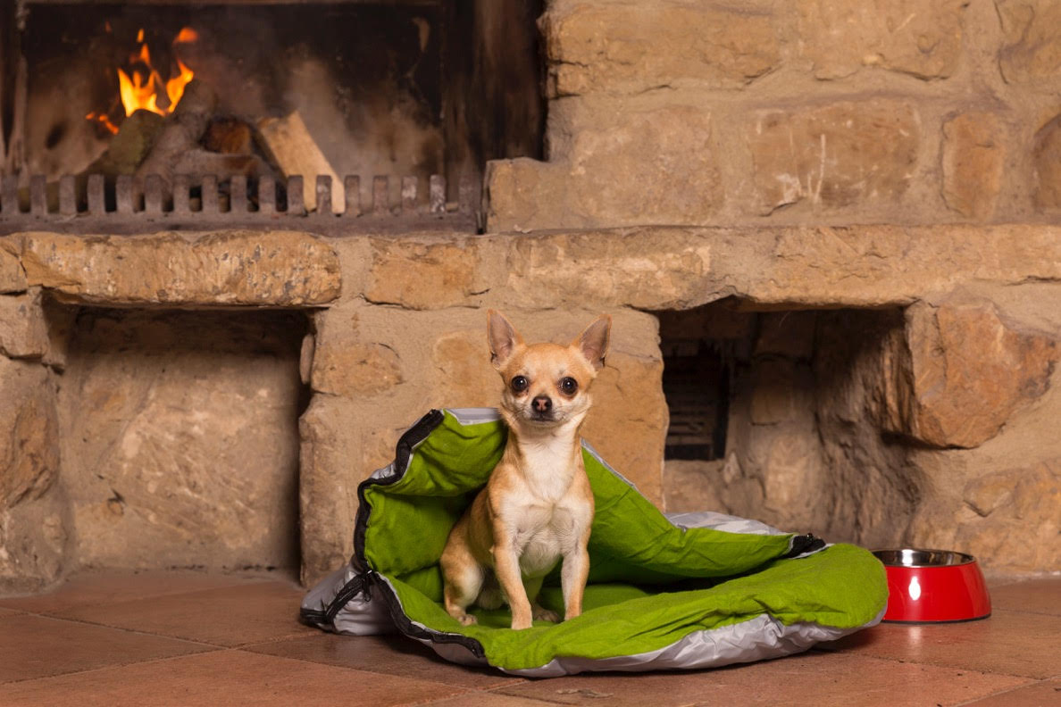 Mitten in der Natur: So entspannen Hund und Mensch