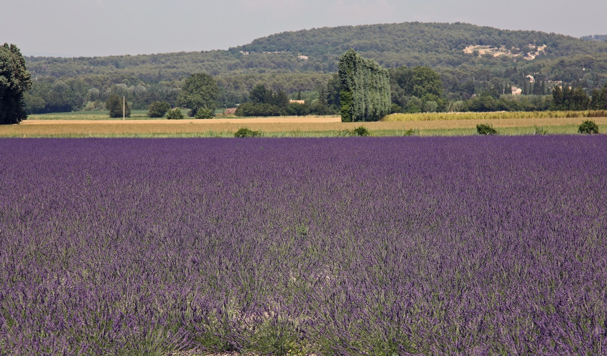Lavande_001