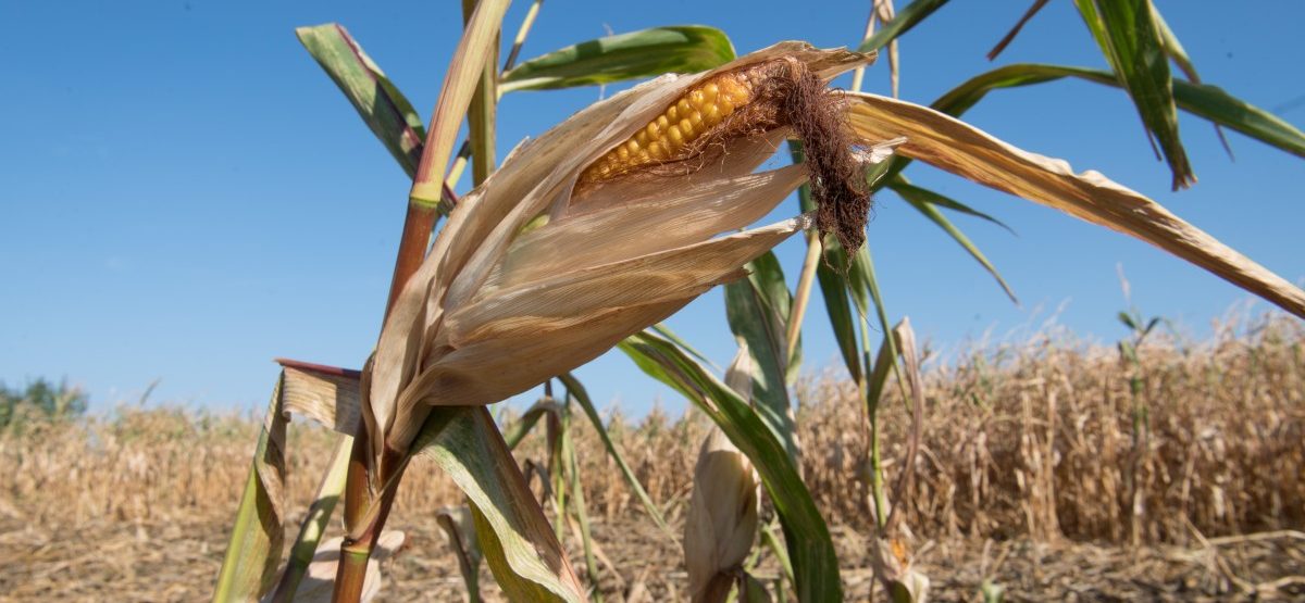 Erosion und Ernteausfälle: Luxemburgs Landwirte sind die größten Opfer des Extremwetters