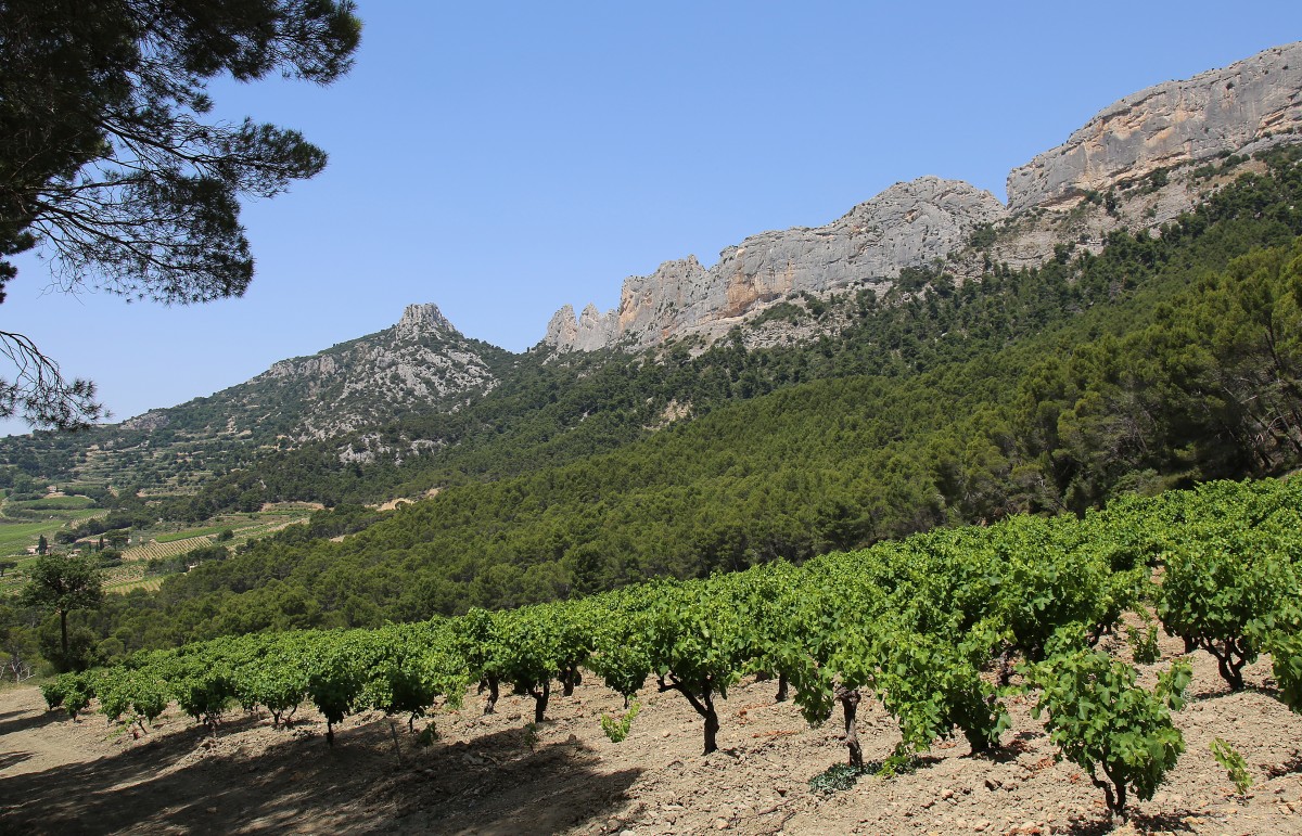 Vignes_004