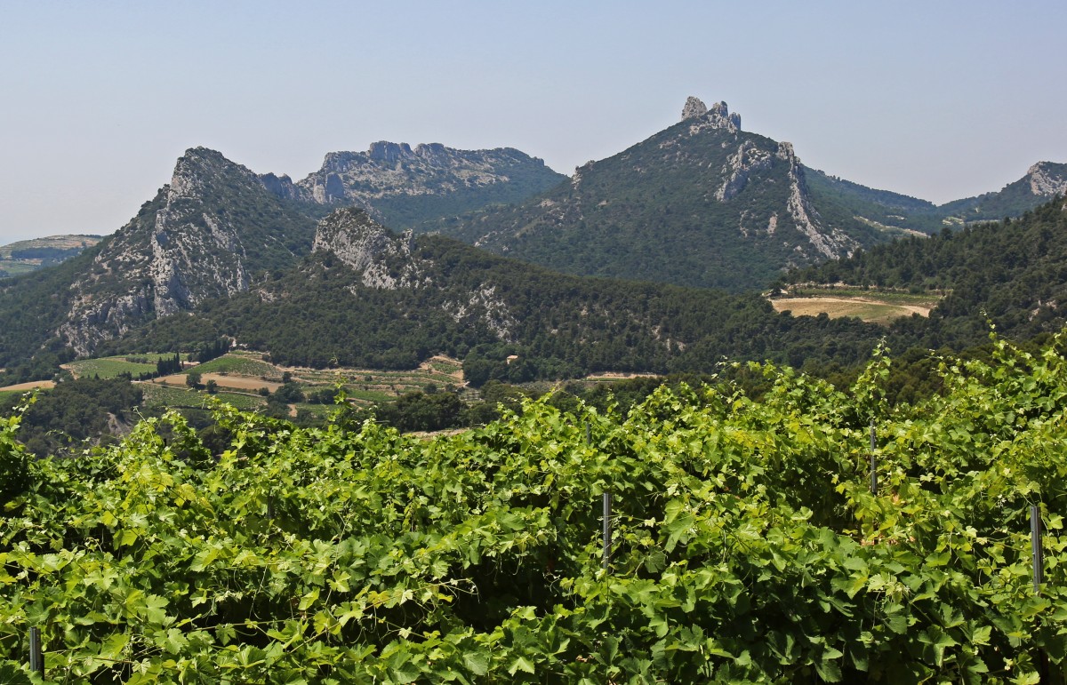 Vignes_005