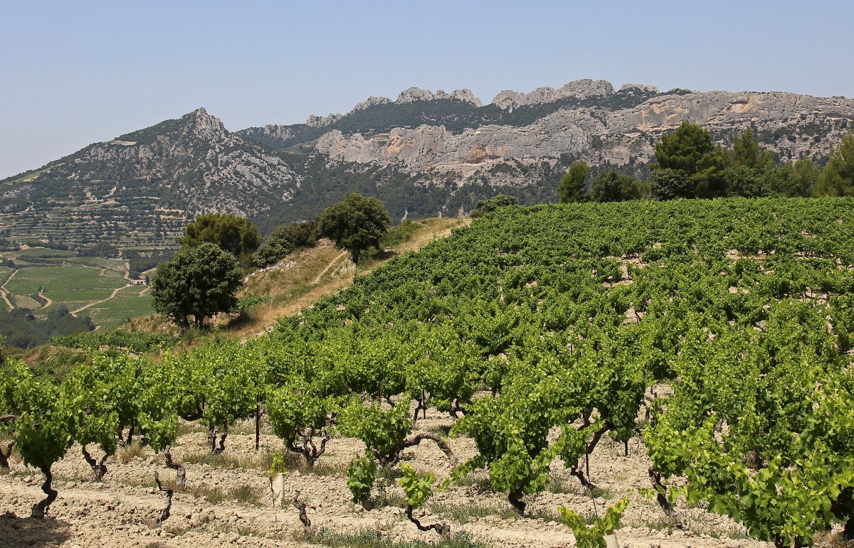 Vignes_006