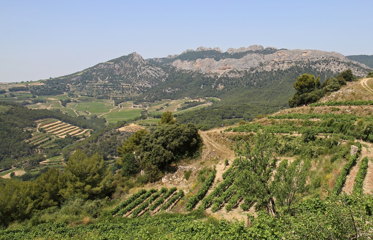 Vignes_007