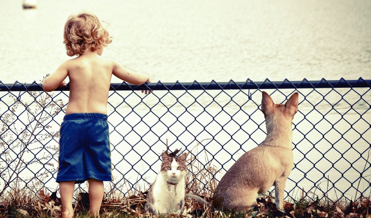 Eiscreme, Pfotenschutz und viel Wasser: So überstehen Haustiere die Hitzewelle