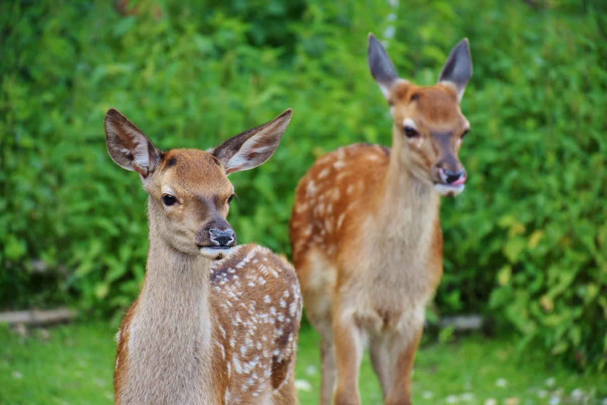 Die Jagd gehört abgeschafft – und zwar in jeder Form