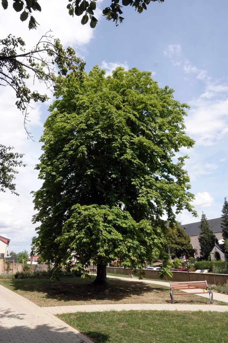 2190803 Peppingen Klostergarten Kastanie François Besch