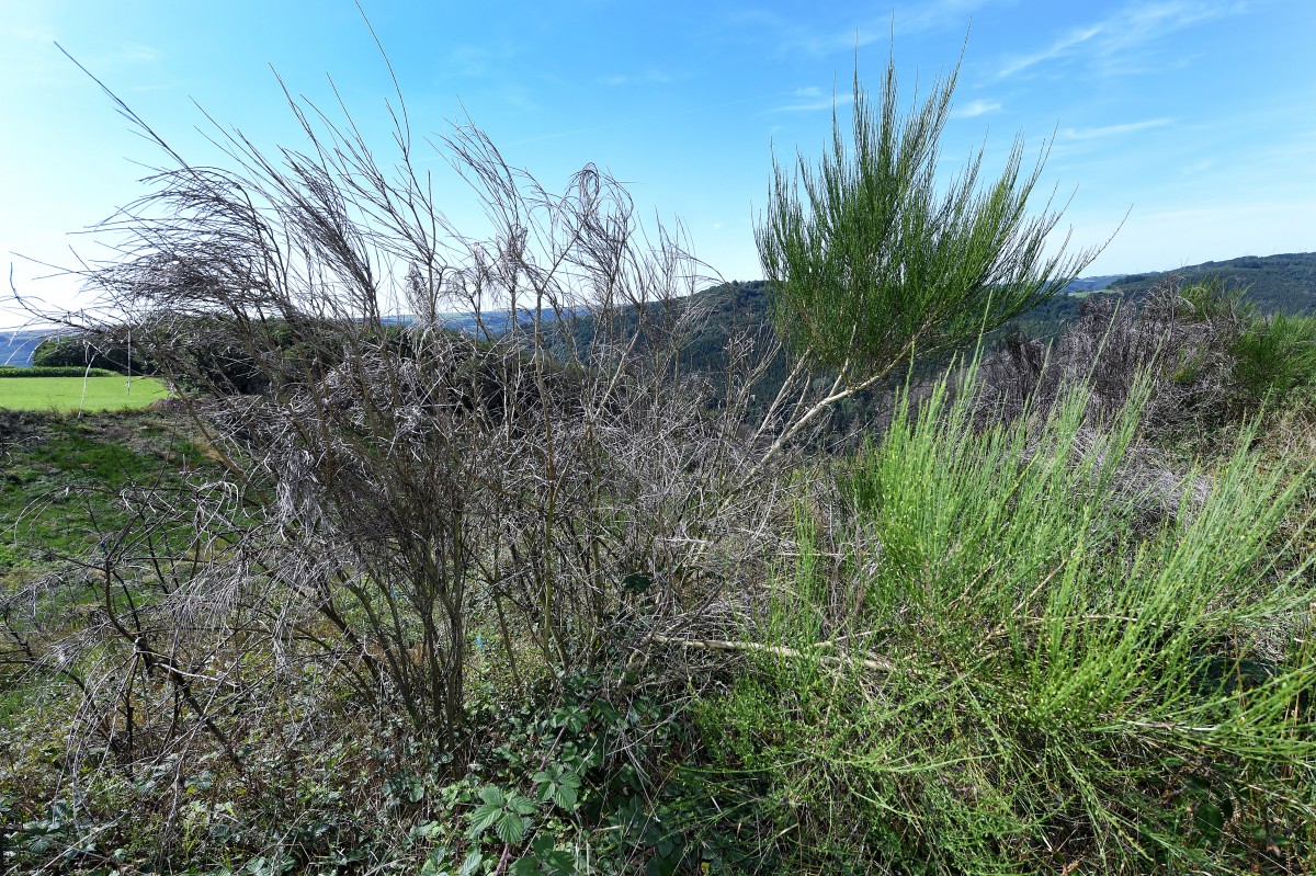 22.08.2019_Editpress_488217