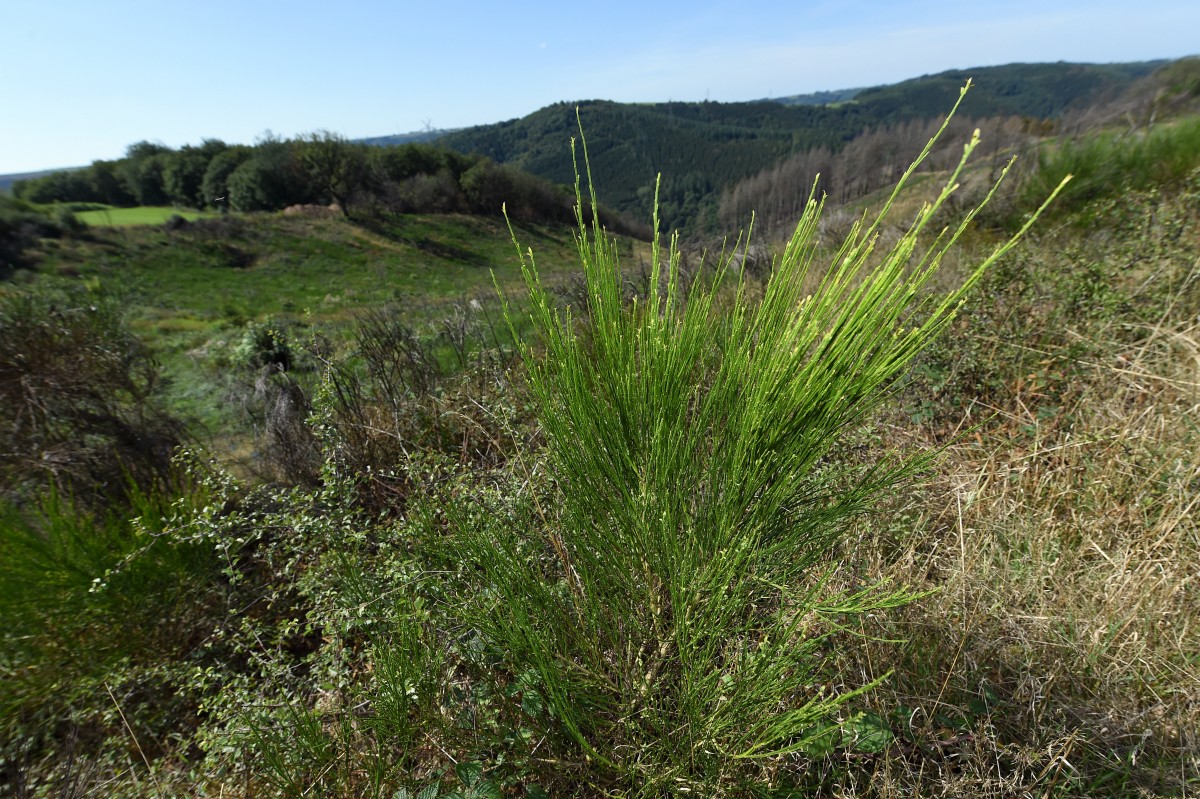 22.08.2019_Editpress_488219