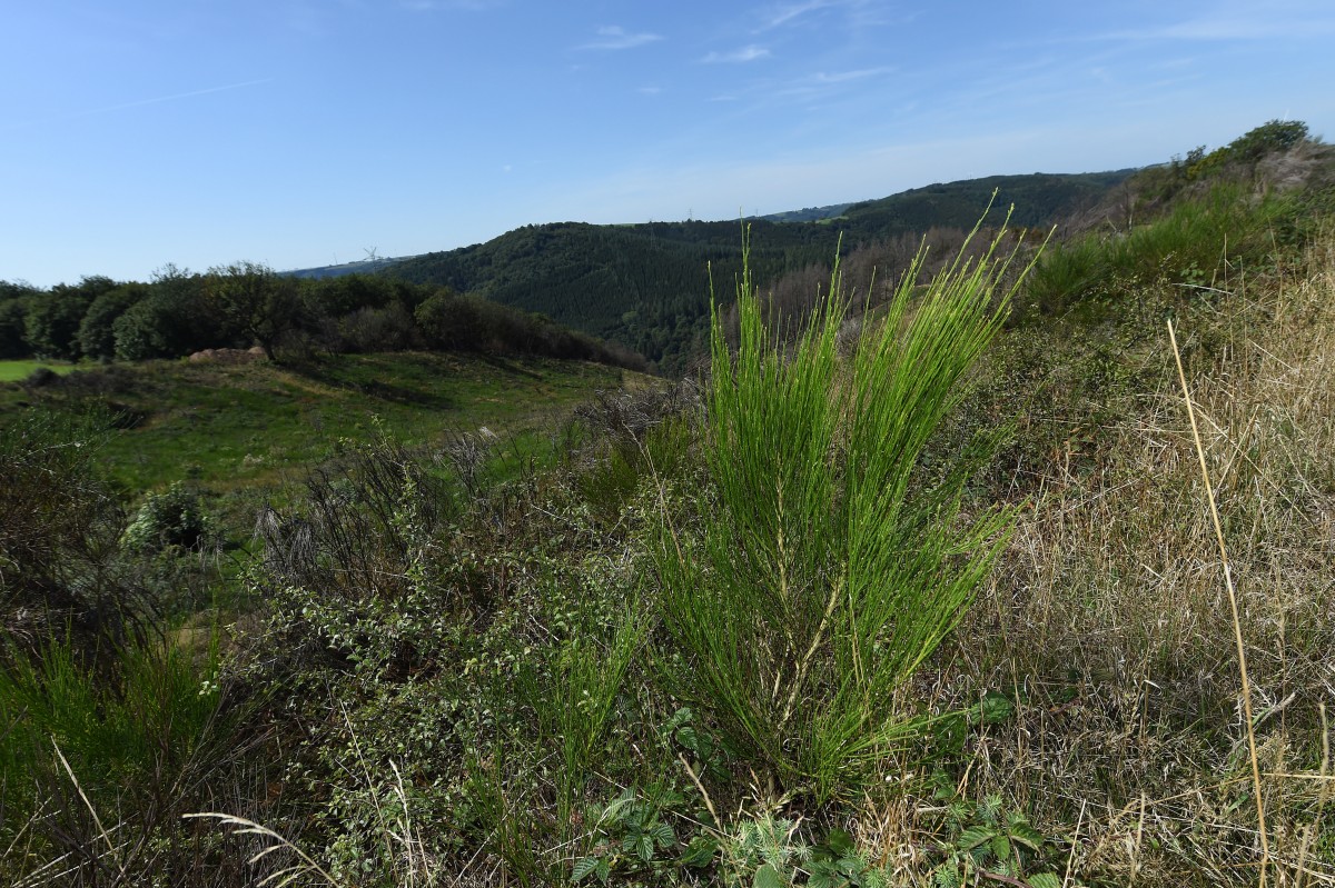 22.08.2019_Editpress_488223