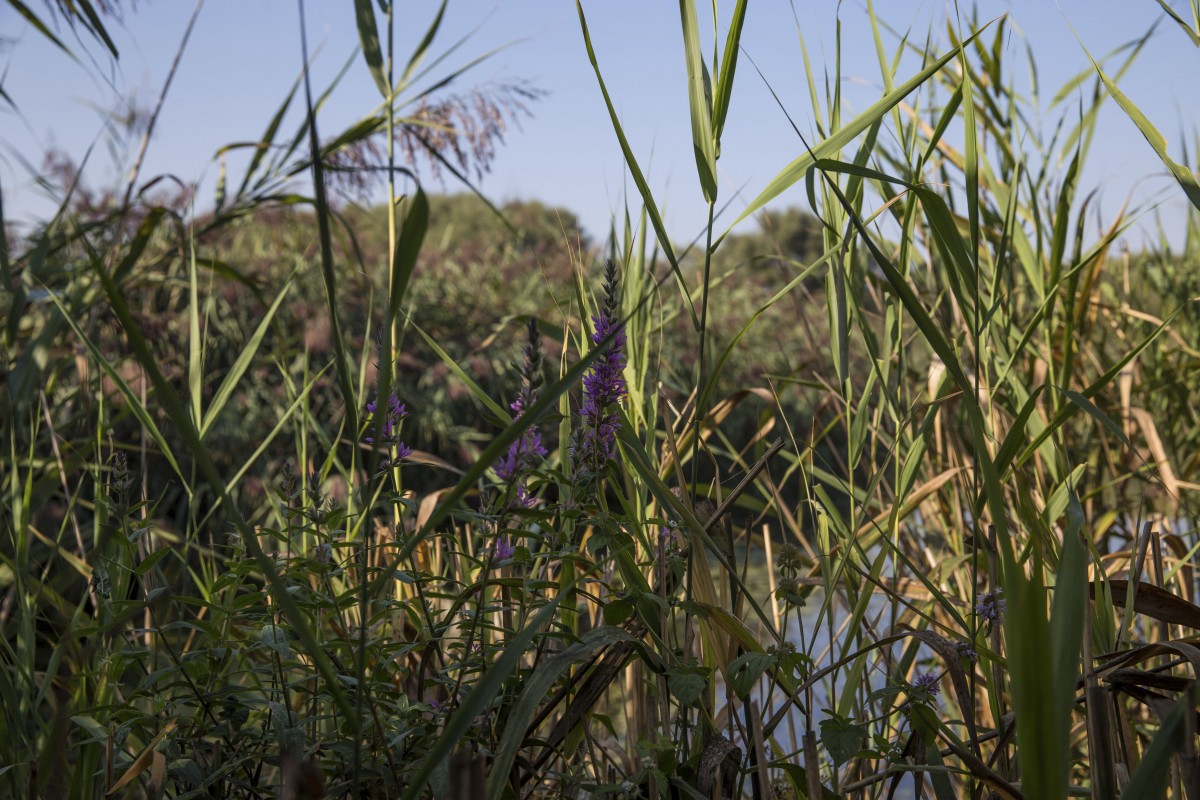 26.08.2019_Editpress_488629