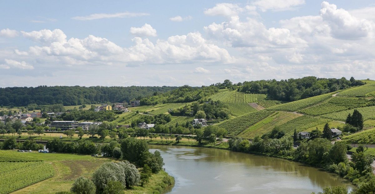Wasser bei die Trauben: Wie Winzer im Sommer ihre Rebstöcke bewässern