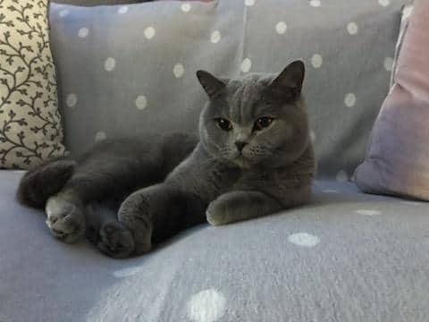 69252527_2365332620182412_4901388095187845120_n