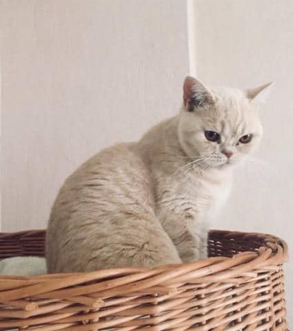 69304385_680798462398765_8226264983604822016_n