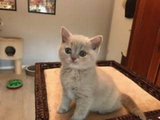 69342878_380736369489390_2669173461221376000_n