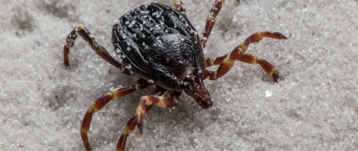 Düdelingen: Riesenzecke Hyalomma erstmals in Luxemburg nachgewiesen