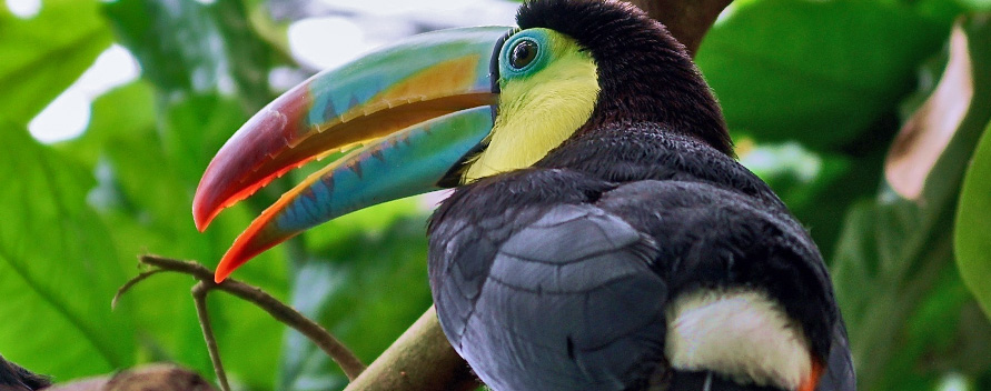 Rettet die Tropen: Esst weniger Fleisch!