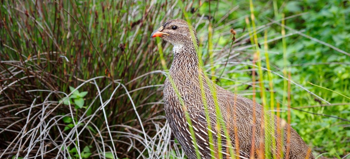 „Leere Wälder“? Viele Tierbestände haben sich seit 1970 mehr als halbiert