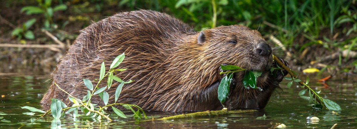 Spätsommer bedeutet Biber-Saison: Naturverwaltung will Bestände aufzeichnen