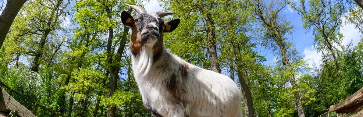 Ziegenkäse wird immer beliebter – Doch was geschieht mit den Böcken?